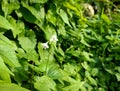 Vining green foliage bush in photo during sunny day.