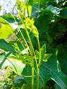 Vining green plants grow in the tropical country of Indonesia