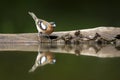 Vink, Common Chaffinch, Fringilla coelebs