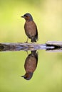 Vink, Common Chaffinch, Fringilla coelebs