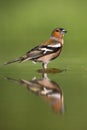 Vink, Common Chaffinch, Fringilla coelebs Royalty Free Stock Photo