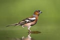 Vink, Common Chaffinch, Fringilla coelebs Royalty Free Stock Photo