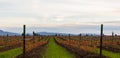 Vinery yards in autumn season. Vineyard in British Columbia