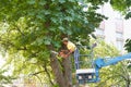 Vinnitsa/Ukraine - 05/31/2018: a man cuts a branch of a chestnut electric saw while standing on a lift