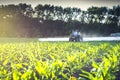 spraying micro fertilizers on the young corn field Royalty Free Stock Photo