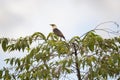 Vinous - bareasted Starling