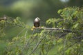 Vinous - breasted Starling