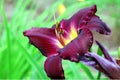 Vinous Lilium in the garden. Blooming lily in the summer. The pollen on the flowers