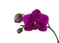 Vinous orchid.