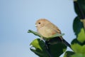 Vinous-throated Parrotbill Royalty Free Stock Photo