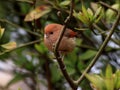 Vinous-throated Parrotbill Royalty Free Stock Photo