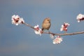 Vinous-throated Parrotbill and apricot flower