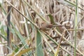 Vinous throated Parrotbill bird