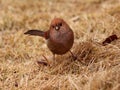 Vinous-throated Parrotbill