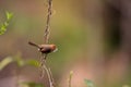 Vinous-throated Parrotbill