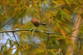 Vinous-throated Parrotbill