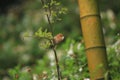 Vinous-throated Parrotbill