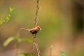 Vinous-throated Parrotbill