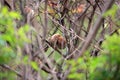 Vinous-throated Parrotbill