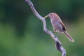 Vinous-throated Parrotbill