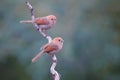 Vinous-throated Parrotbill