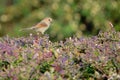 Vinous-throated Parrotbill