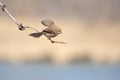 Vinous-throated Parrotbill