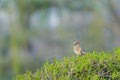 Vinous-throated Parrotbill