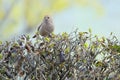 Vinous-throated Parrotbill