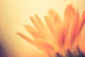 Vintaeg photo of marigolds (Calendula) in close up