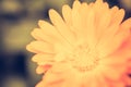 Vintaeg photo of marigolds (Calendula) in close up