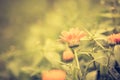 Vintaeg photo of marigolds (Calendula) in close up