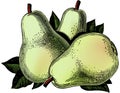 Vintage 1950s Pears Royalty Free Stock Photo