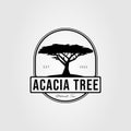 vintage acacia tree or oak origin logo vector illustration design