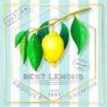 Vintage advertising poster of exotic citrus fruits. vector label with yellow ripe lemon branch in retro style. square Royalty Free Stock Photo