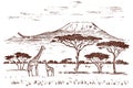 Vintage African landscape. Safaris and wild giraffes. Kilimanjaro mountain in Savannah. Animals engraved hand drawn old