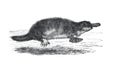 Vintage animal platypus Ornithorhynchus anatinus or duck-billed platypus wild animal. Australia. hand drawn illustration of wild