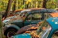 Vintage Antique Car - Junkyard In Autumn - Abandoned Volkswagen Type 1 / Beetle - Pennsylvania