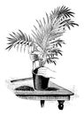 Vintage Antique Line Art Illustration, Drawing or Engraving of Planting or Repoting or Replanting of Young Palm Tree Royalty Free Stock Photo