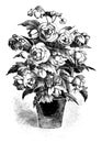 Vintage Antique Line Art Illustration, Drawing or Vector Engraving of Blooming Begonia Flower in Pot.