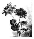 Vintage Antique Line Art Illustration, Drawing or Vector Engraving of Blooming Pelargonium Flower.