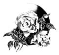 Vintage Antique Line Art Illustration, Drawing Or Vector Engraving Of Rose Flower