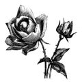 Vintage Antique Line Art Illustration, Drawing Or Vector Engraving Of Rose Flower