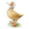 Vintage aquarelle watercolor duck