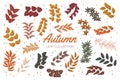 Vintage autumn forest branches with leaves collection. Flat hand drawn vector illustration set of foliage Royalty Free Stock Photo