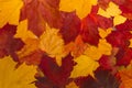 Vintage autumn leaves with patina background Royalty Free Stock Photo