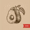 Vintage avocado illustration. Engraved style illustration. Packaging design. Vector illustration