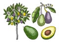 Vintage avocado illustrations set. Whole avocado fruit, cut half piece with core. Exotic tree drawing in color. Decorative branch