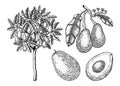 Vintage avocado illustrations set. Whole avocado fruit, cut half piece with core and flesh. Exotic tree drawing. Decorative branch