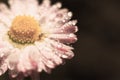 Vintage backdrop with copy space made of marguerite flower. Wet daisy petals Royalty Free Stock Photo